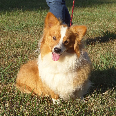 AVAILABLE: Fluffy 1 Year Old Corgi - $1500 Total
