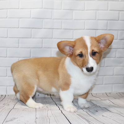 Corgi Owner: Gonzalez in Memphis, Tennessee - Click Image to Close