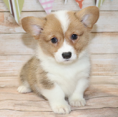 Corgi Puppy Owner: Culwell in Beebe, Arkansas - Click Image to Close