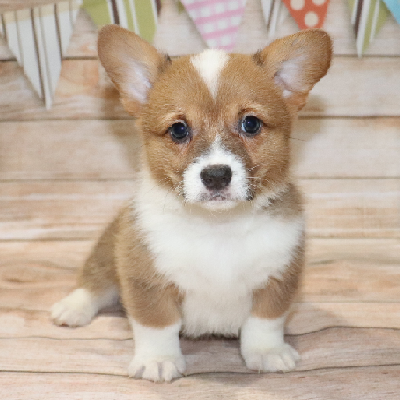 Sabel - Corgi Puppy Owner: Staten in Arlington, Tennessee - Click Image to Close