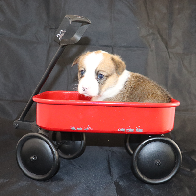 AKC Corgi Puppy Owner: Perry in Oakland, Tennessee - Click Image to Close