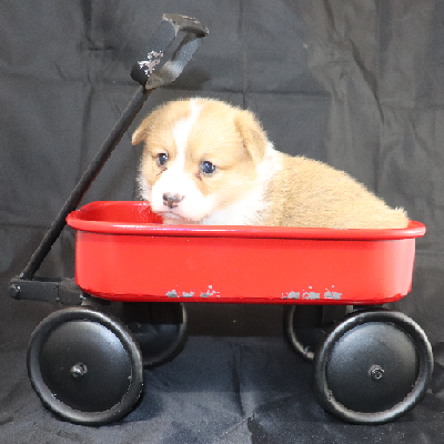 Corgi Puppy Owner: Mannis/Daniels in Russellville, Arkansas - Click Image to Close