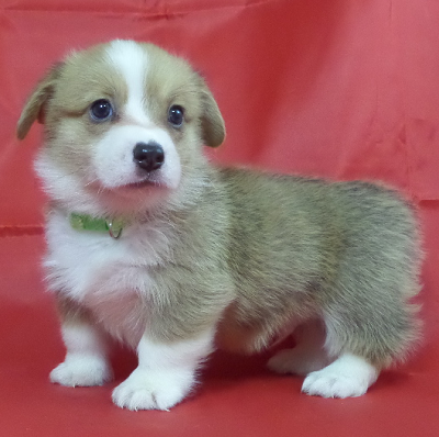 Corgi Owner: McDowell in Paragould, AR - Click Image to Close