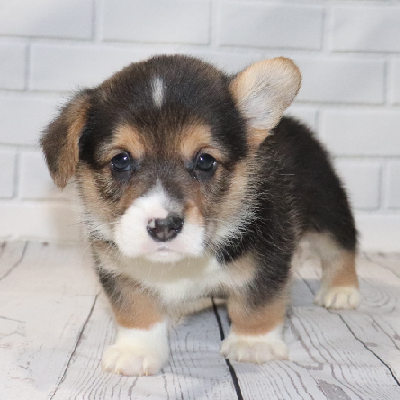 Corgi Owner: Booher in Conway, Arkansas. - Click Image to Close