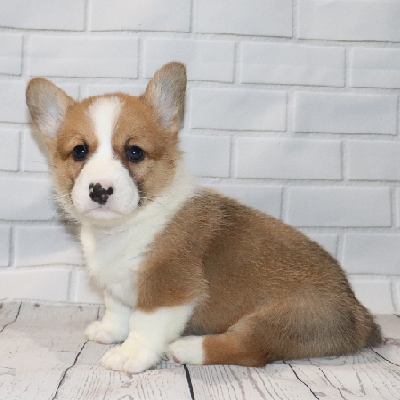 Remington - Corgi Owner: Brown in Millington, Tennessee - Yellow - Click Image to Close
