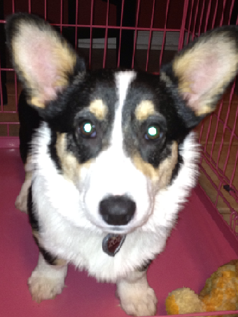 Zoe @ 5 Months Old - CORGI OWNER: Sheriff in Lakeland, TN - Click Image to Close