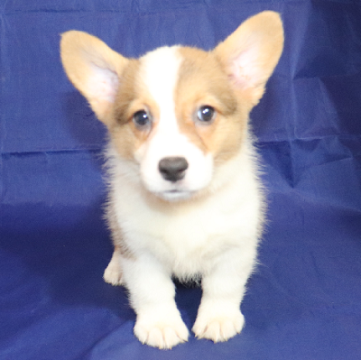 Ruby - Pembroke Welsh Corgi Owner: McDowell in Paragould - Click Image to Close