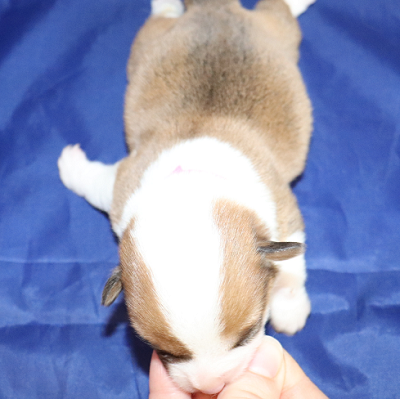June 17th Litter: Red Girl - Pink ID