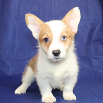 AVAILABLE: Born 6/17/22 - Purple ID Girl - $1500 Total