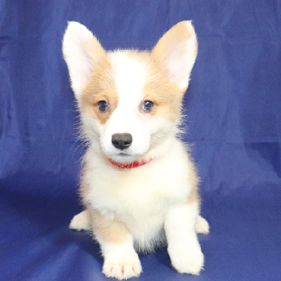 AVAILABLE: Born 6/17/22 - Boy Red ID - $1500 Total