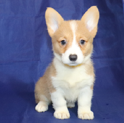 Queenie - Corgi Owner: Parks in Little Rock, AR. 6/17 Yellow - Click Image to Close