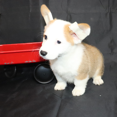 How To Get Ears To Stand On Your Pembroke Welsh Corgi Puppy