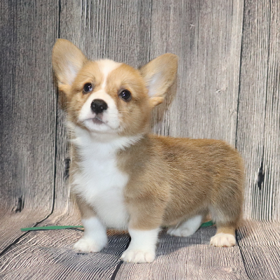 Corgi Owner: Gentry in West Helena, Arkansas - Green ID Boy - - Click Image to Close