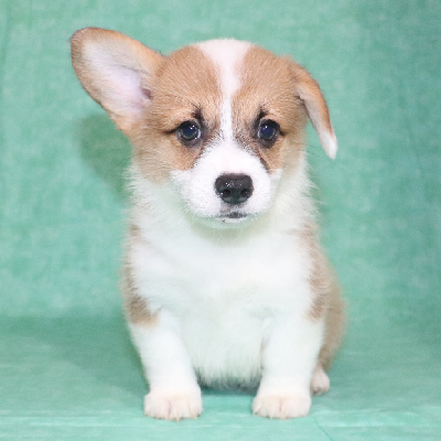 Bowie - Corgi Owner: Alexander in Memphis, Tennessee