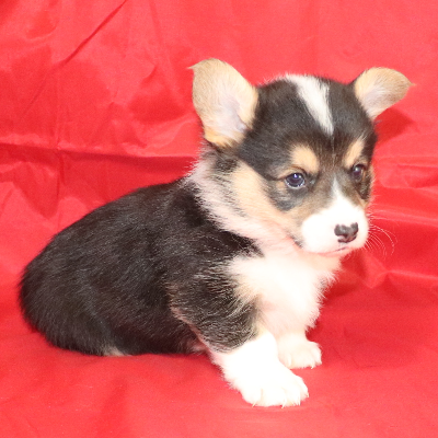 Corgi Owner: Riales in Collierville, TN