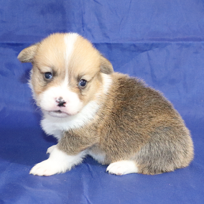 Pembroke Welsh Corgi Owner: Pittman in Jackson, Tennessee - Click Image to Close