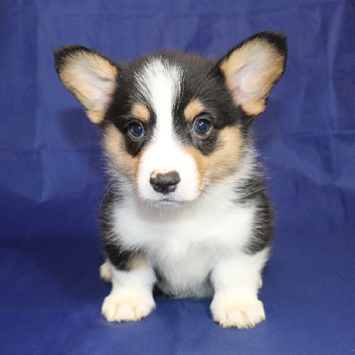 Miles - Corgi Owner: Hardee in Memphis, Tennessee - Click Image to Close