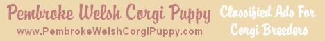 Pembroke Welsh Corgi Puppy