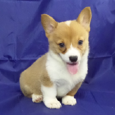 Corgi Puppy Owner: Dunaway in Robinsonville MS - Click Image to Close