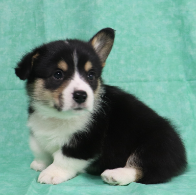 Corgi Owner: Rogers in Memphis, Tennessee