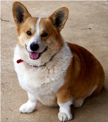 Adult Corgi