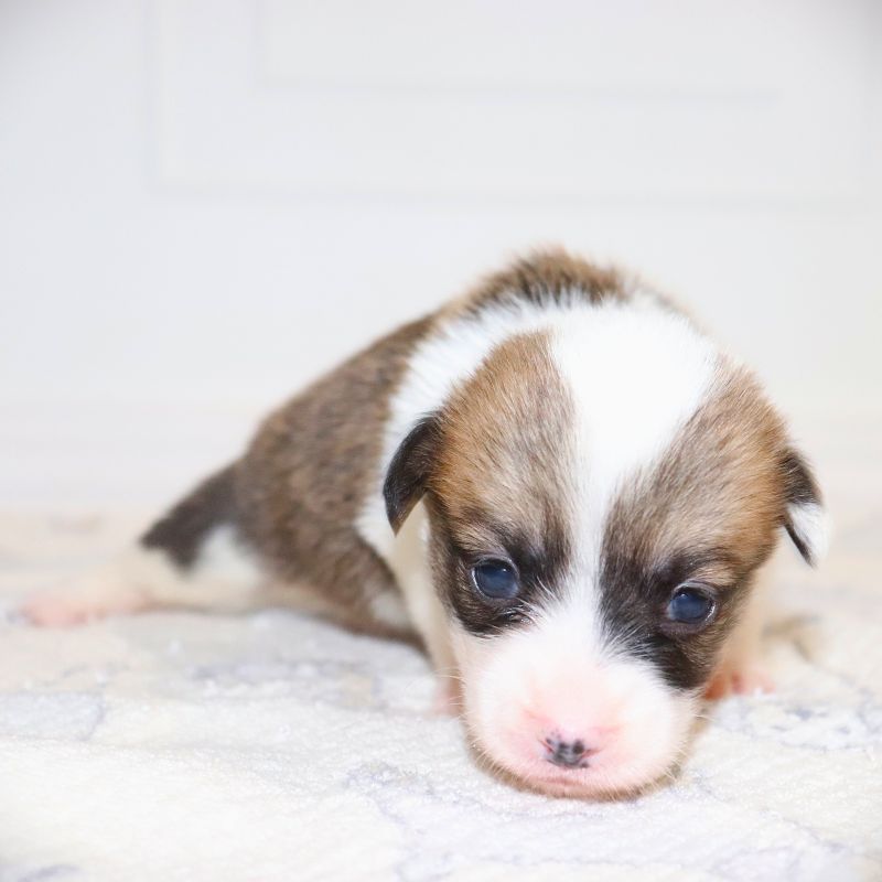 Red ID Boy - Ready 9/26/26 - $100 Deposit