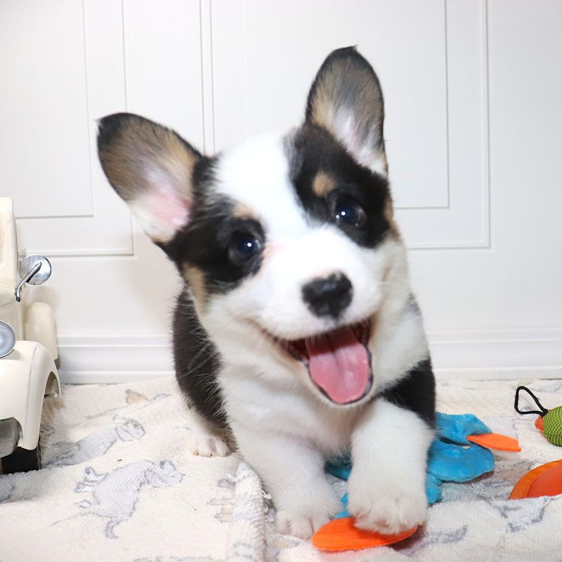 Corgi Owner: Rossiter in Fort Worth, Texas - Black ID Boy