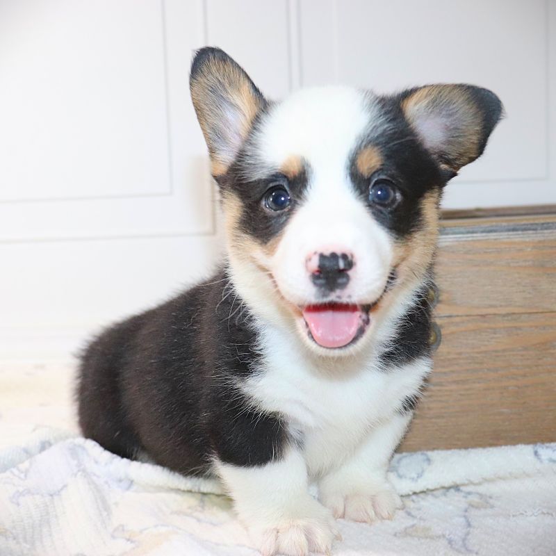 Corgi Owner: Romero in Pflugerville Texas - Green ID Boy