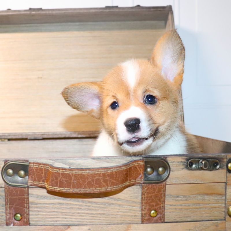 Corgi Owner: Fuller in Springfield, MO - Grey ID Girl