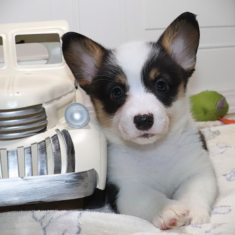Corgi Owner: Long in Seligman, Arizona - Orange ID Girl