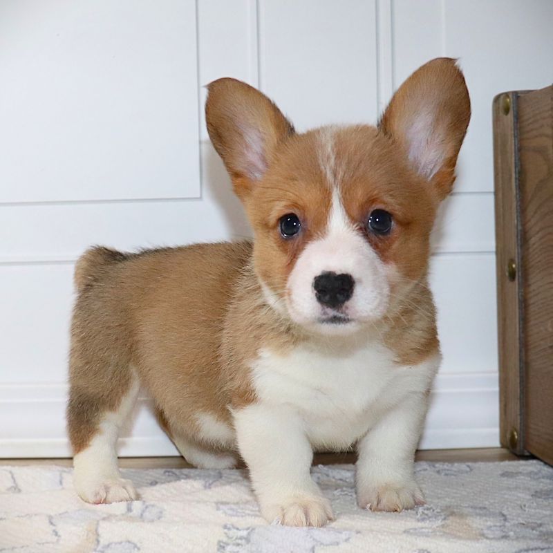 Corgi Owner: Gates in Jonesboro, AR - Purple ID Girl