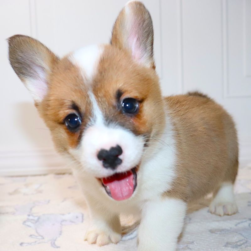 Corgi Owner: Sircy in Westmoreland, TN - Red ID Boy