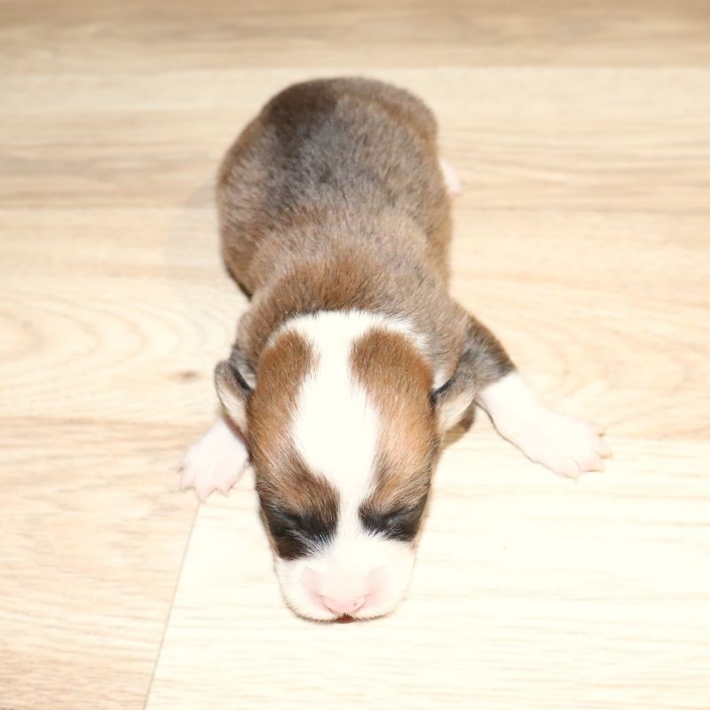 WAITLIST PICKING JULY 25TH: Blue ID Boy