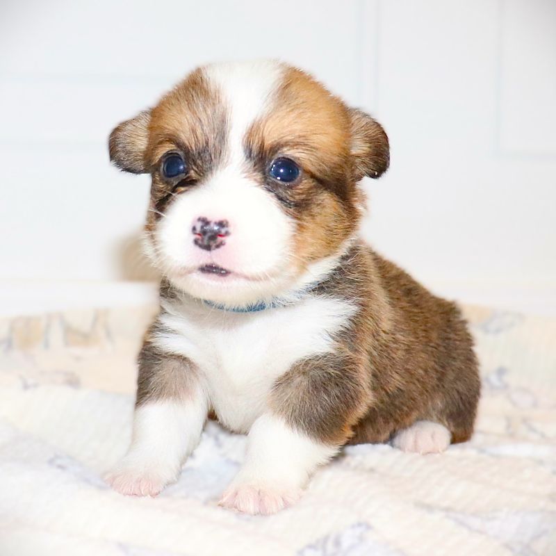 WAITLIST PICKING JULY 27th: Blue ID Boy