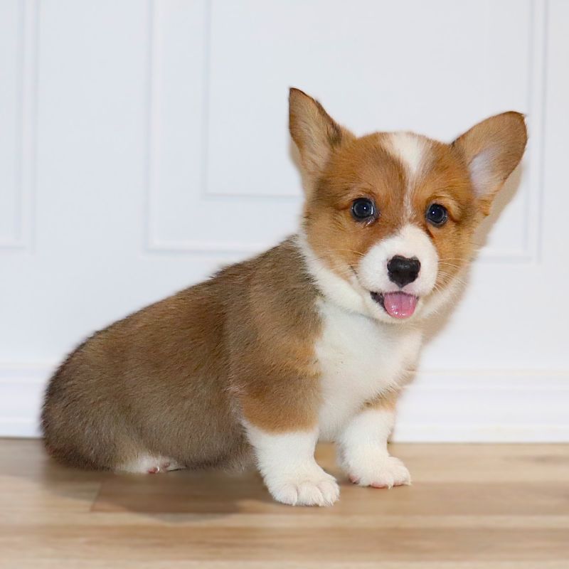 Corgi Owner: Smakal in Conway, Arkansas - Blue ID Boy 6/20/26