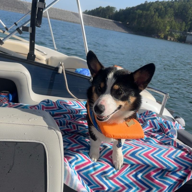 CORGI OWNER: Hankins in Pine Bluff, Arkansas