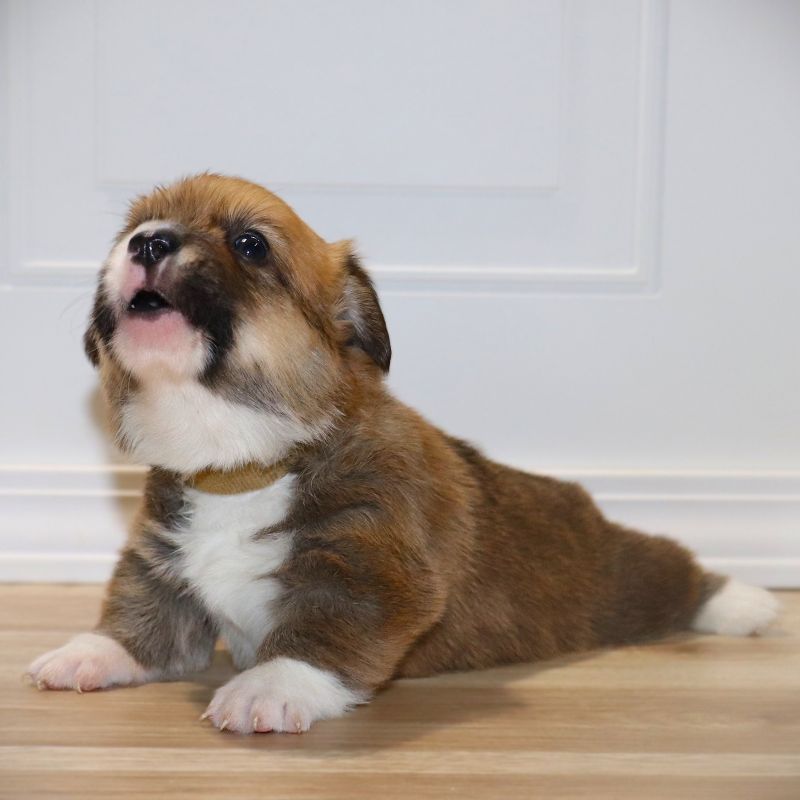 Corgi Owner: Randall in Ash Flat, AR - Brown Girl born 12/5/25