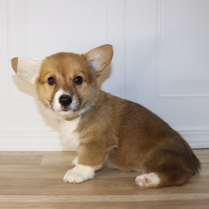 Corgi Owner: Randall in Ash Flat, AR - Brown Girl born 12/5/25