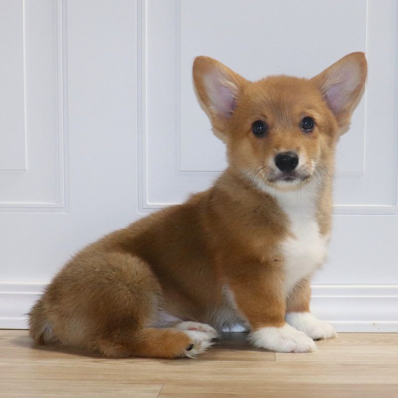 Corgi Owner: McDaniel in Millington, TN - Orange Girl born 12/5