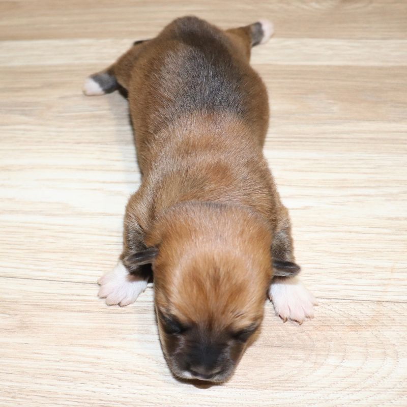 AVAILABLE: Orange Girl born 12/5/25 - $100 Deposit