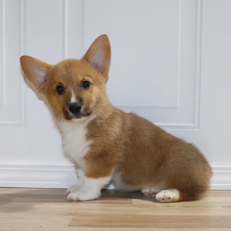 AVAILABLE: Pink Girl (mellow) born 12/5/25 - $100 Deposit