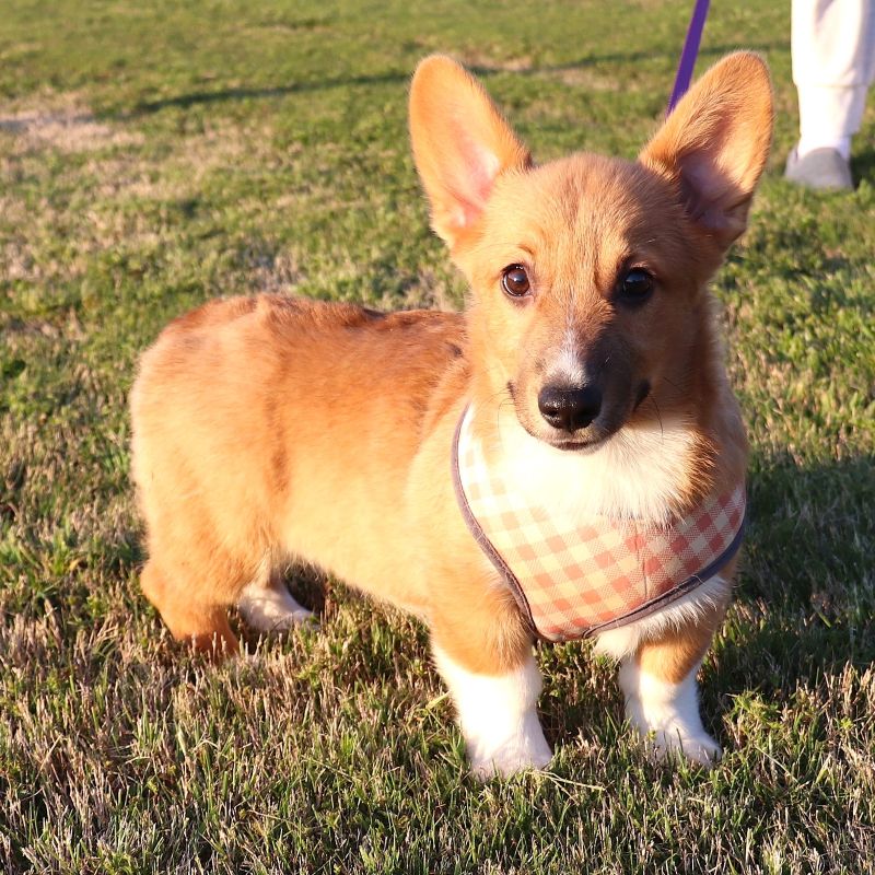 Corgi Owner: Kennedy in Highland, AR - Pink Girl born 12/5/25