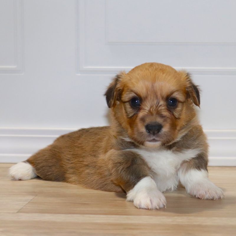 AVAILABLE: FLUFFY Purple Girl born 12/5/25 - $100 Deposit