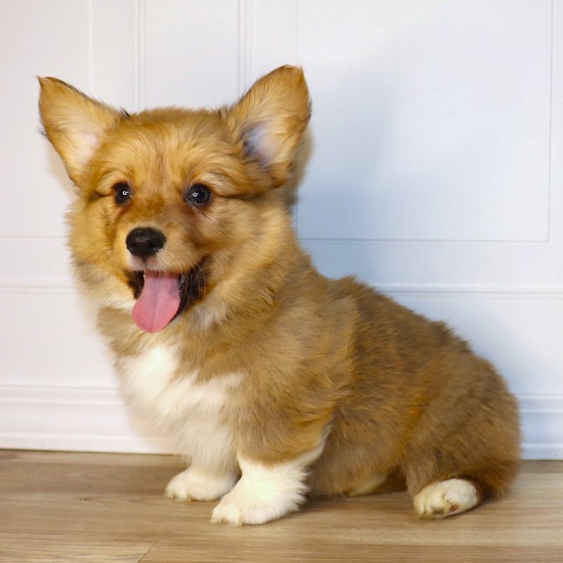 AVAILABLE: FLUFFY Purple Girl born 12/5/25 - $100 Deposit