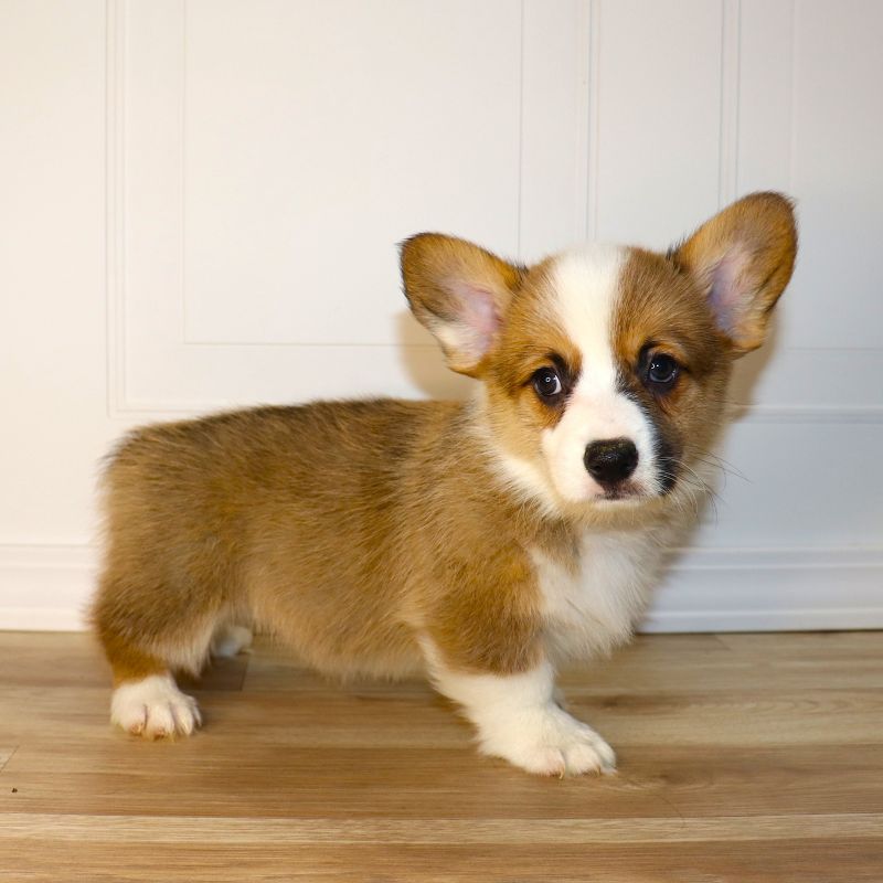 Corgi Owner: Blackman in Jacksonville, AR - Red Boy 12/5/25