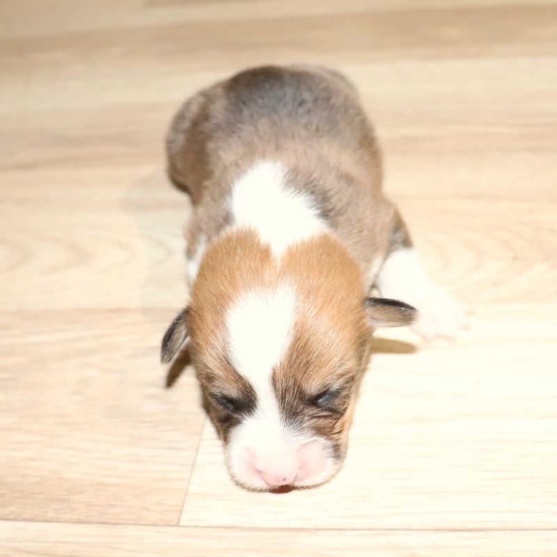WAITLIST PICKING JULY 25th: Green ID Boy