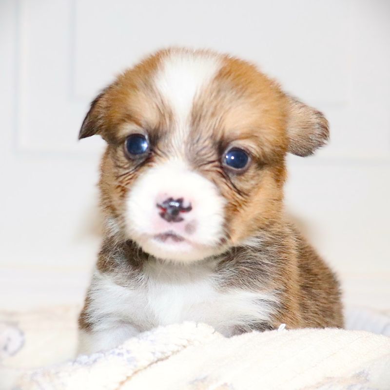 WAITLIST PICKING JULY 27th: Green ID Boy