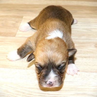 Brown Boy born 10/28/25