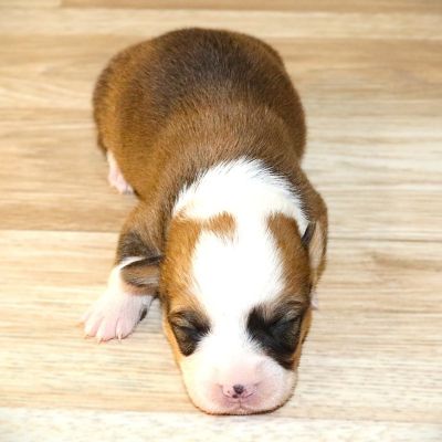 Gray Girl born 10/28/25