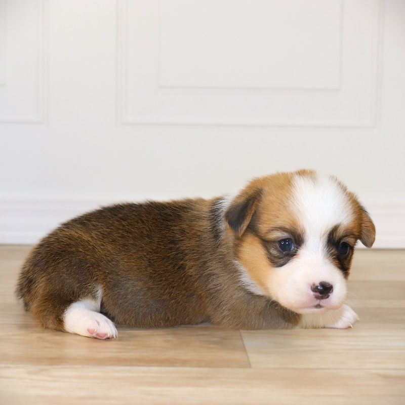 Corgi Owner: James in Vendor, AR - Gray Girl born 10/28/25